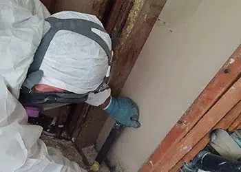 $250 Off Mold Remediation